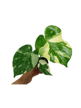 Monstera Thai Constellation